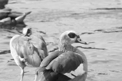 Close-up of birds on beach