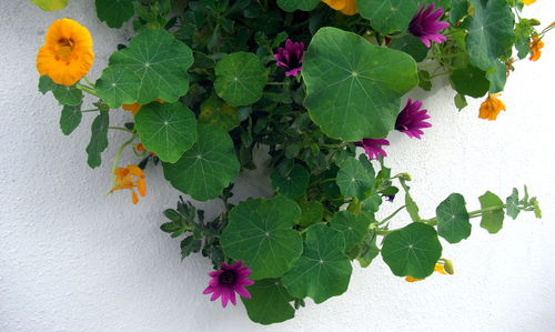 Close-up of multi colored flowers on branch