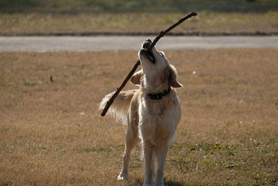 Dog standing on field