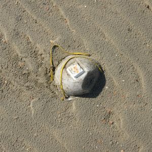 High angle view of an animal on sand