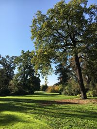 Trees on field against clear sky