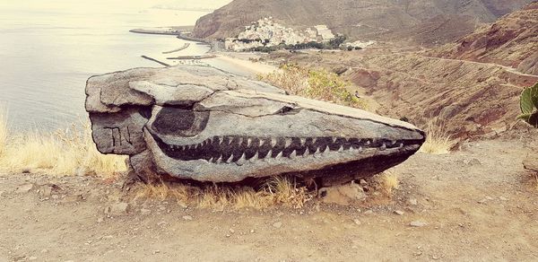 View of animal skull on rock