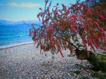 Close-up of tree by sea against sky