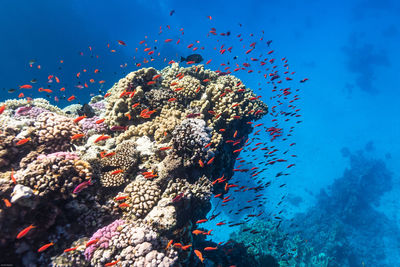 Reef scenery with plenty of fish in christal clear water of red sea