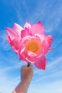 Close-up of hand holding pink rose against sky