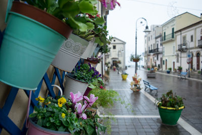 Close-up of potted plants