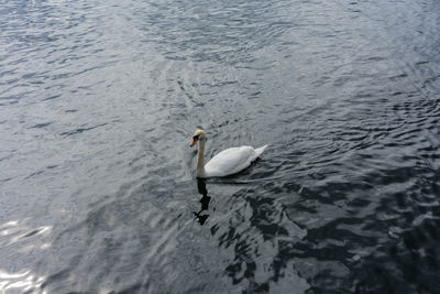 High angle view of swan swimming in lake
