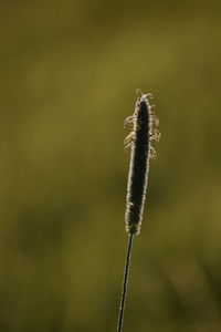 Close-up of plant