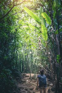 Rear view of woman walking in forest