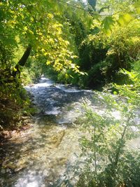 River flowing amidst trees in forest