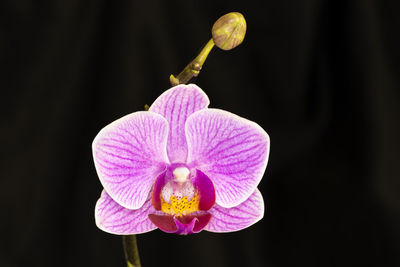Close-up of pink flower against black background