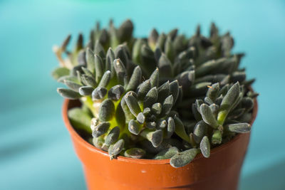 Crassula ovata, money tree succulent on the window