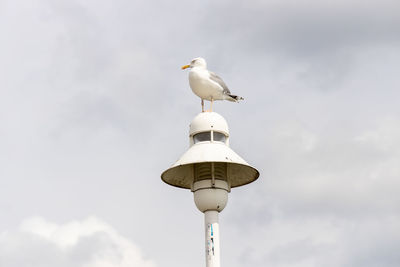 Low angle view of bird perching against clear sky