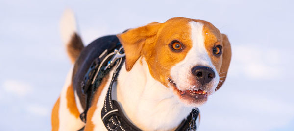 Close-up portrait of a dog looking away