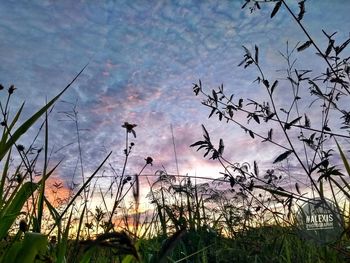 Silhouette birds flying against sky during sunset