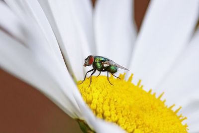 Close-up of housefly on white flower outdoors