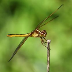 Close-up of dragonfly