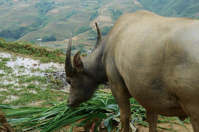 Water buffalo in natural environment in sapa rice terrace field farm, vietnam