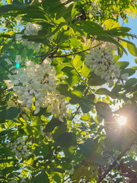 Low angle view of flowering tree against bright sun