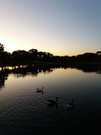 Birds swimming in lake at sunset