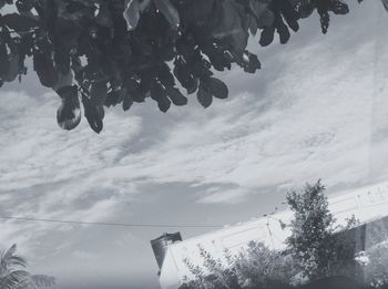 Low angle view of frozen tree against sky