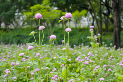 Close-up of pink flowers on field