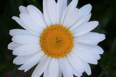 Close-up of white daisy flower