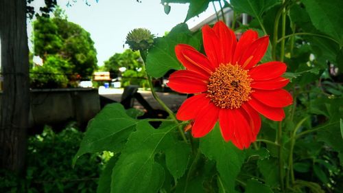 Close-up of red flowering plant
