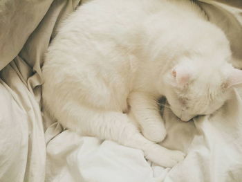 Close-up of white cat sleeping on soft sheet