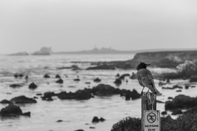 Bird perching on a sea
