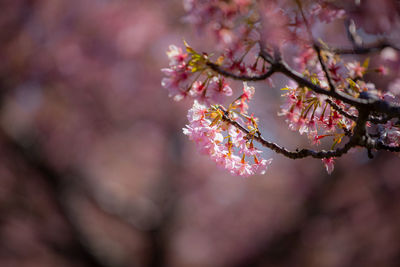 Close-up of pink cherry blossoms in spring