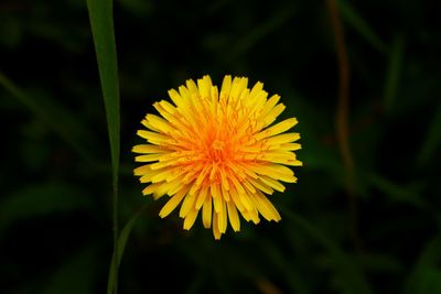 Close-up of yellow flower blooming outdoors