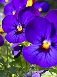 flowering plant