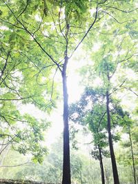 Low angle view of trees in forest