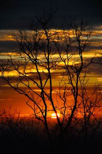 Silhouette bare tree against orange sky