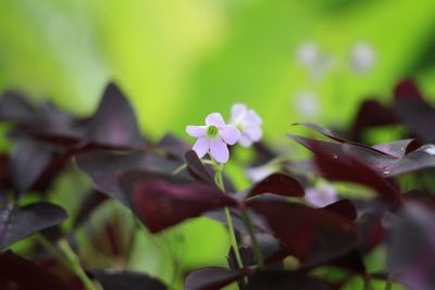 Close-up of flowering plant leaves on land