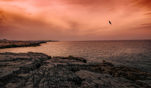 View of birds flying over sea
