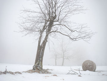 Bare tree on snow covered field