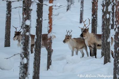 View of deer on snow covered field