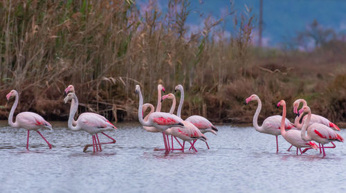 Flock of birds on the land