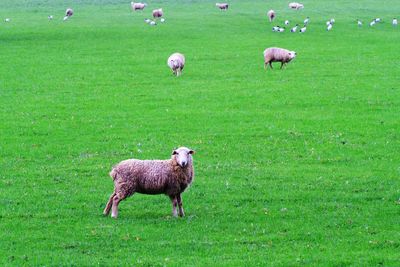 Sheep grazing on field