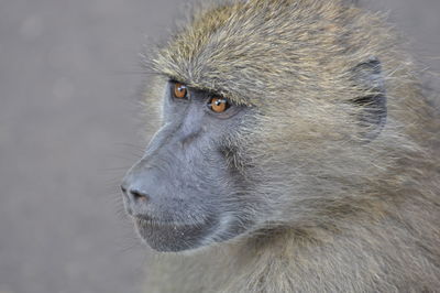 Close-up of a monkey looking away