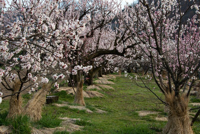 Cherry blossoms in spring