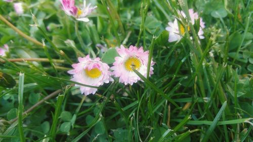 Close-up of pink flowers blooming in field