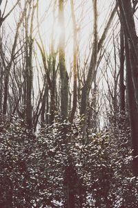 Bare trees in forest