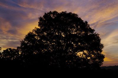 Silhouette of trees at sunset
