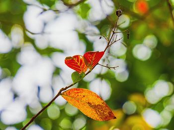 Close-up of fresh plant