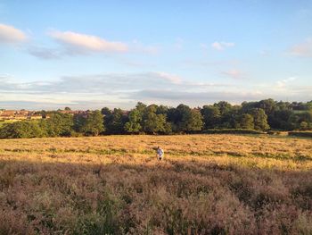 Trees on grassy field