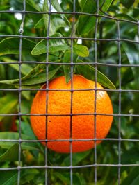 Close-up of orange fruit