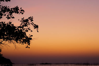 Silhouette tree against clear sky at sunset